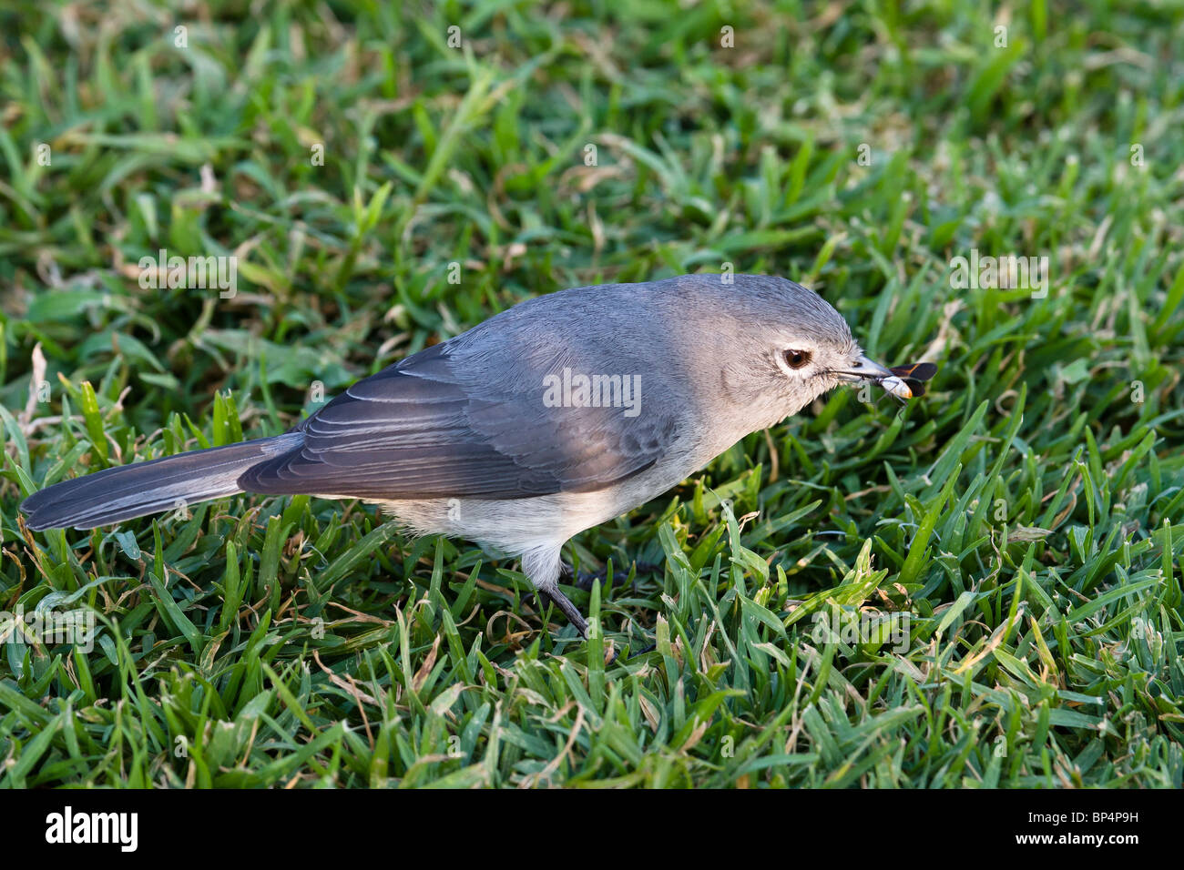 White-Eyed Slaty Flycatcher (Melaenornis fischeri), Ngorongoro, Tanzania, July 2007 Stock Photo