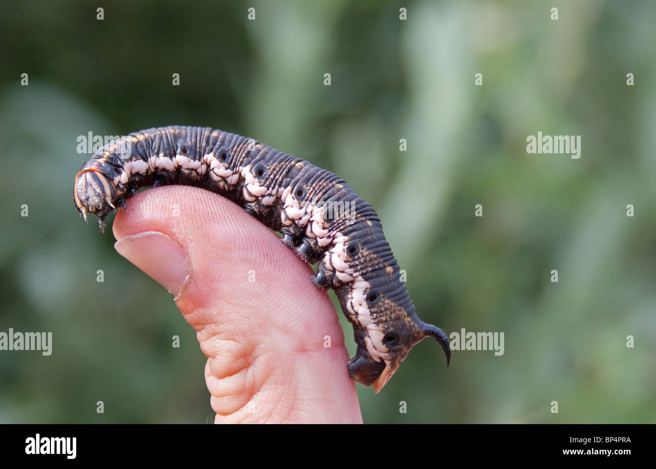 Convolvulus hawk-moth caterpillar on thumb Stock Photo