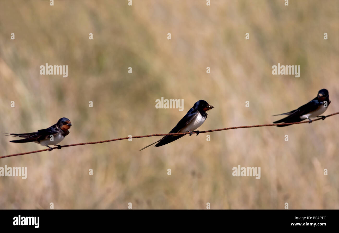 Barn Swallows European swallows, sitting on wire Stock Photo