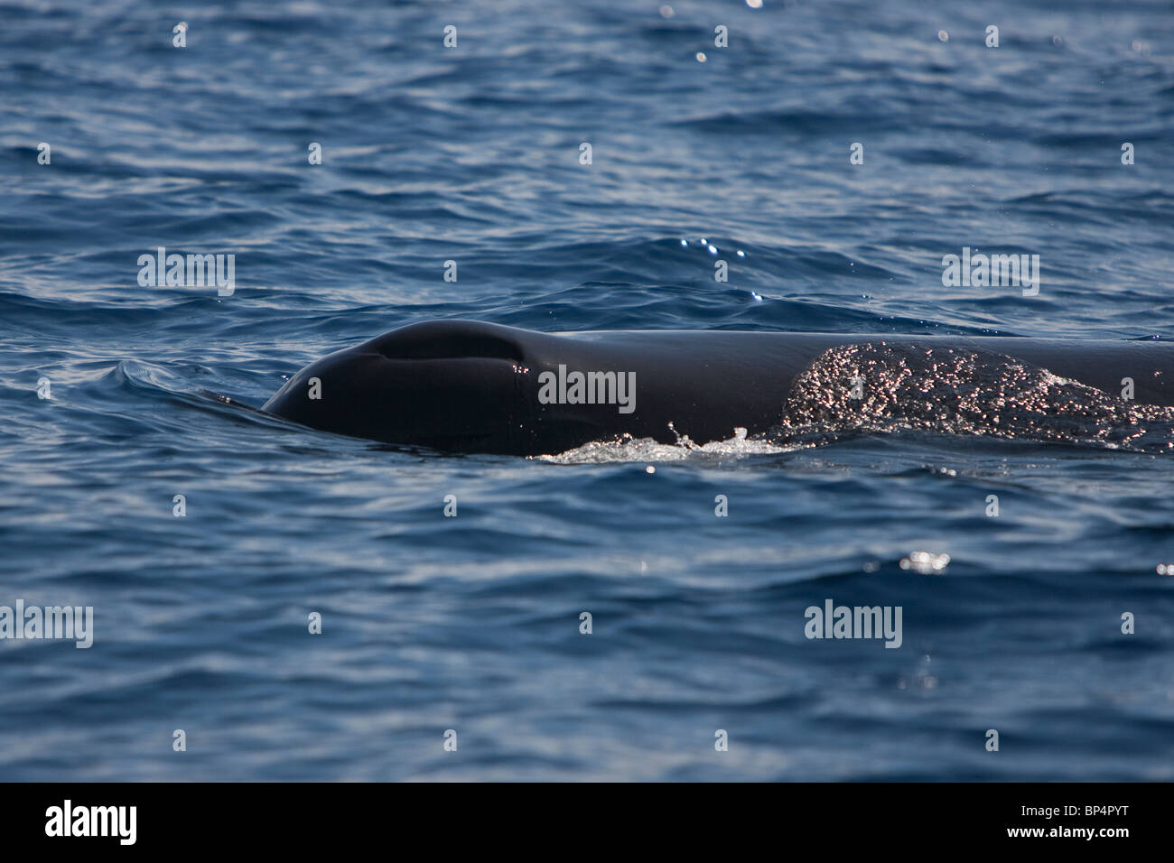 Sperm Whale, Cachalote, Pottwal, Physeter macrocephalus, Sri Lanka South coast single blowhole on the left side of the head Stock Photo