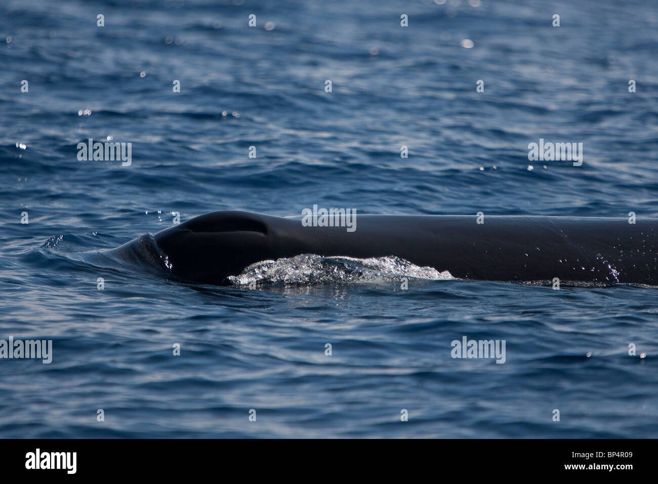 Sperm Whale, Cachalote, Pottwal, Physeter macrocephalus, Sri Lanka South coast blowhole and head Stock Photo