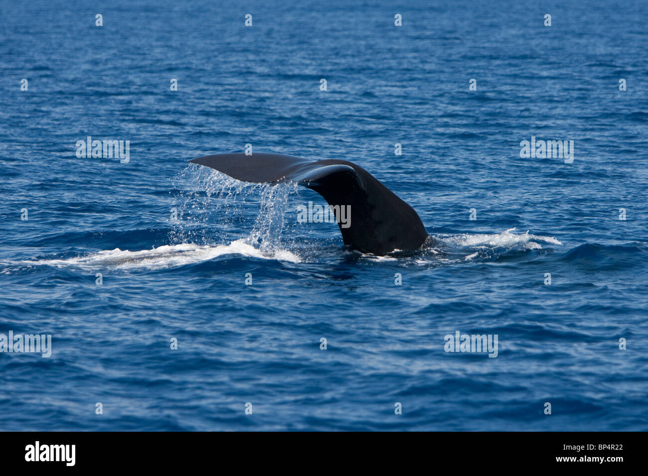Sperm Whale, Cachalote, Pottwal, Physeter macrocephalus, Sri Lanka South coast diving and fluking Stock Photo