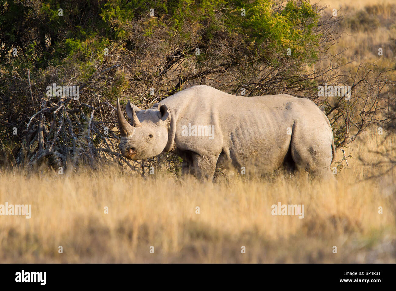 Highly endangered Black Rhino female in the Karoo veld in Africa Stock Photo