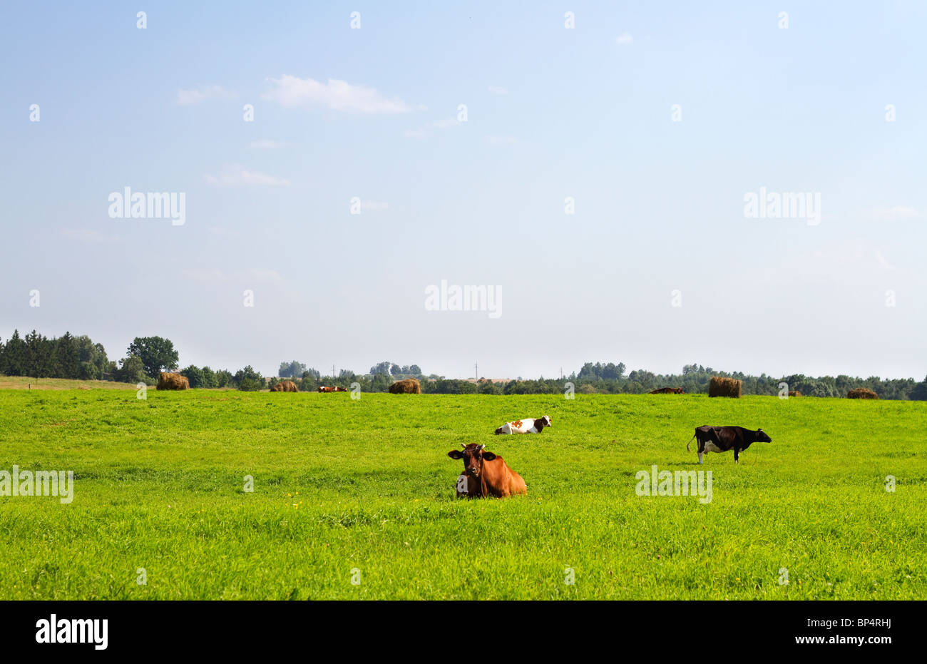 rural landscape with cows Stock Photo