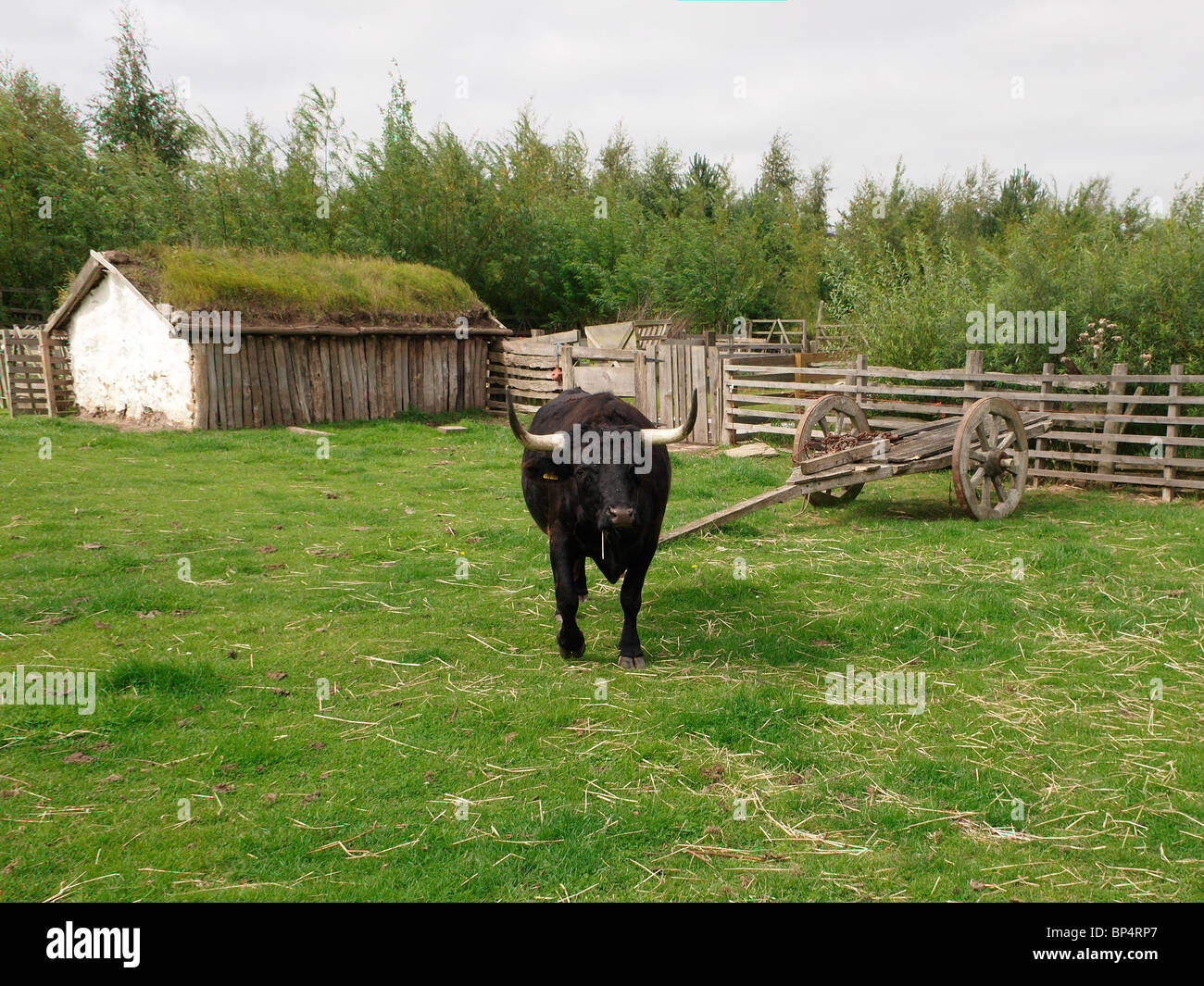 A black Dexter Ox on the farm at The Museum of Early Medieval Northumbria at Jarrow, similar to size of medieval cattle Stock Photo