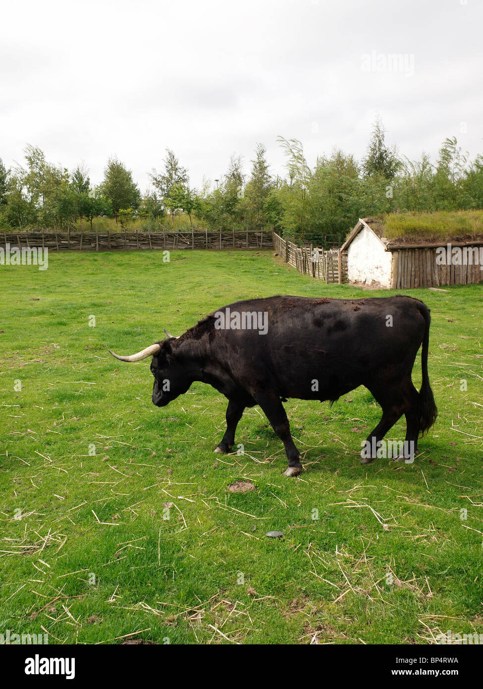 A black Dexter Ox on the farm at The Museum of Early Medieval Northumbria at Jarrow, similar to size of medieval cattle Stock Photo