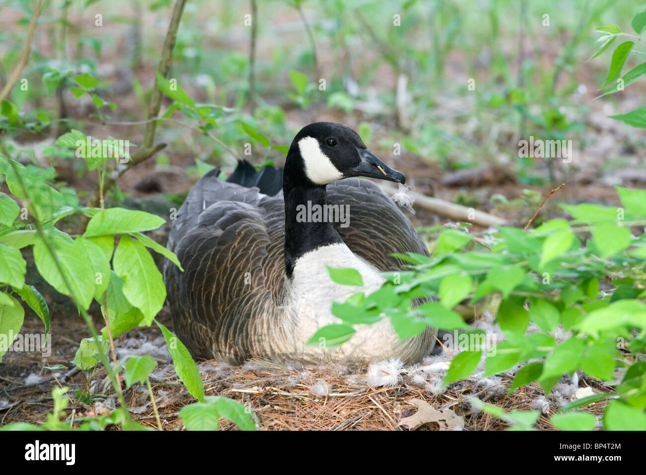 Canada Goose on Nest Stock Photo