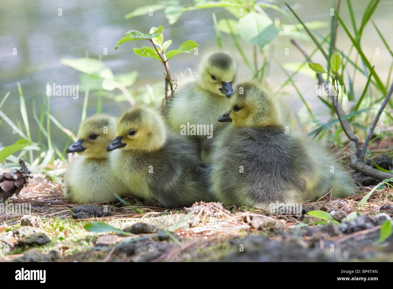 Canada Goose Babies Stock Photo
