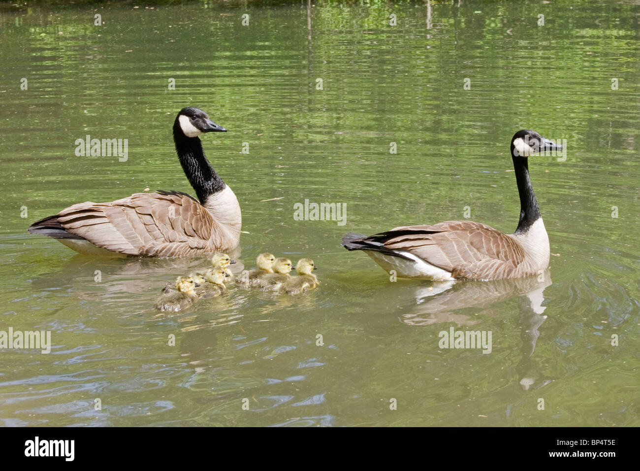 Canada Geese Pair and Goslings Stock Photo
