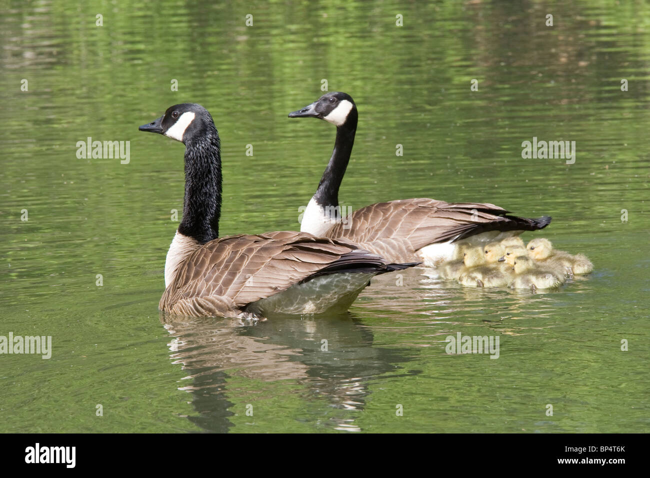 Canada Geese Pair and Goslings Stock Photo