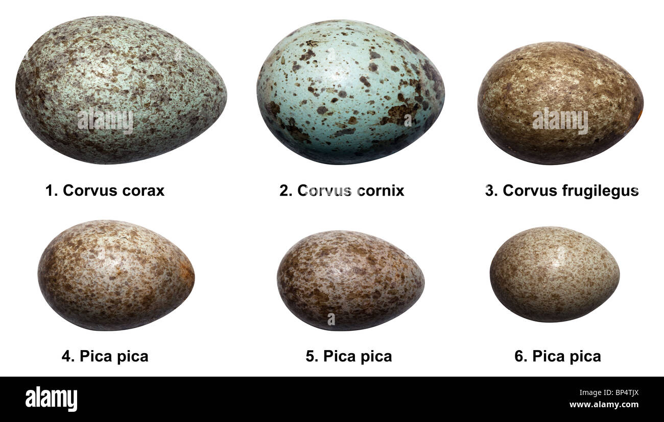 Eggs of birds of crow family (corvids). The egg of a bird isolated on a white background. Stock Photo