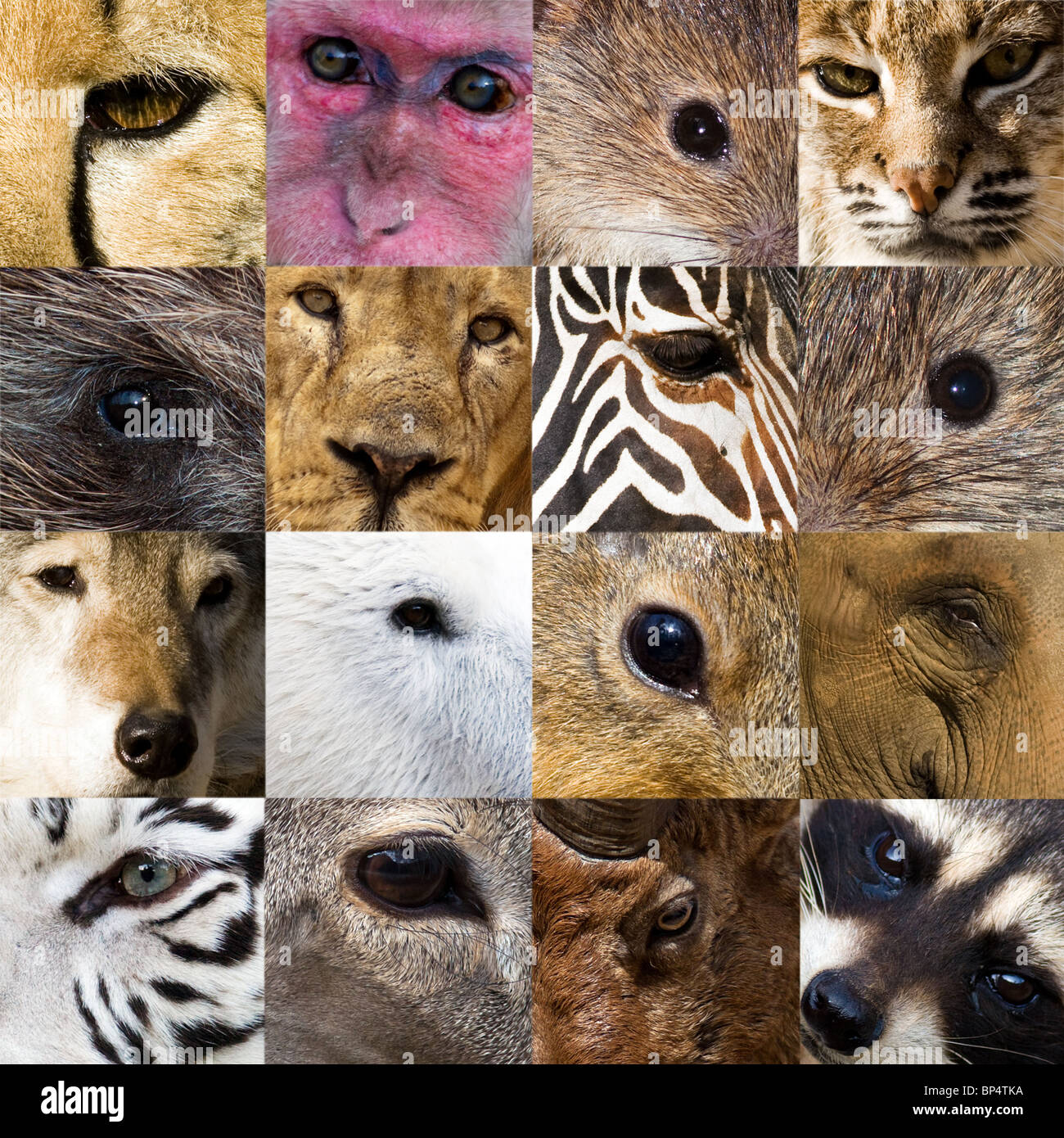 Collection of a photo of eyes and muzzles of animals. Stock Photo