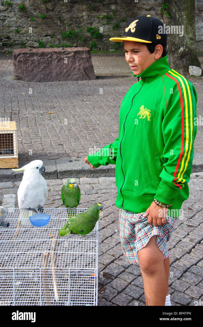 Boy with Cockatoo and parrots on market stall, Visby, Gotland County, Gotland Province, Kingdom of Sweden Stock Photo