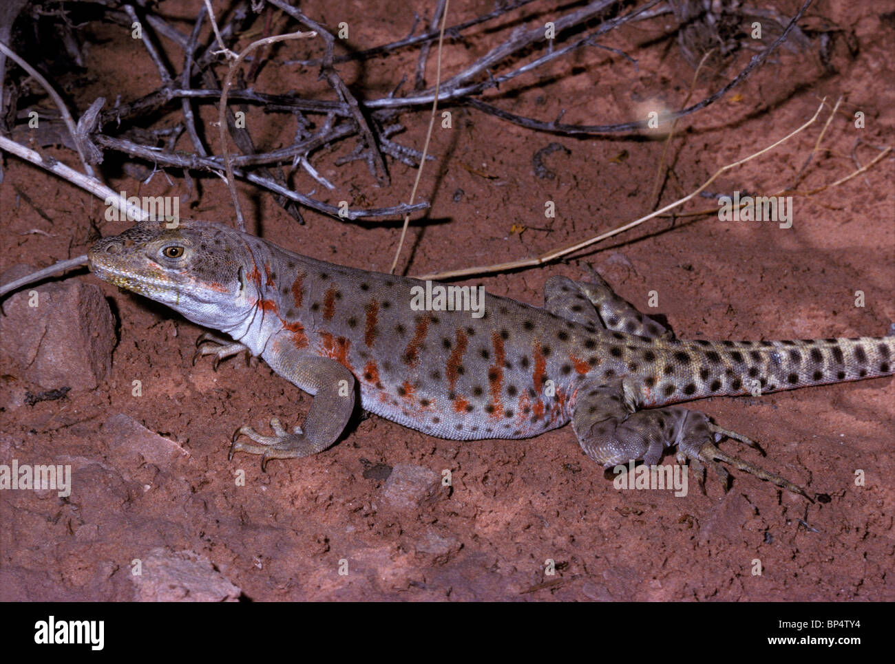 Long-nosed Long nose Leopard lizard female (Gambelia wislizenii) Utah US. Stock Photo