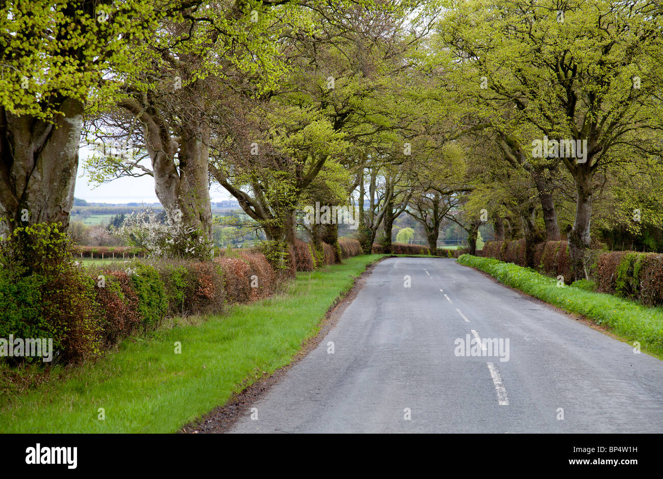 Small tree-lined road near Lockerbie in Scotland Stock Photo
