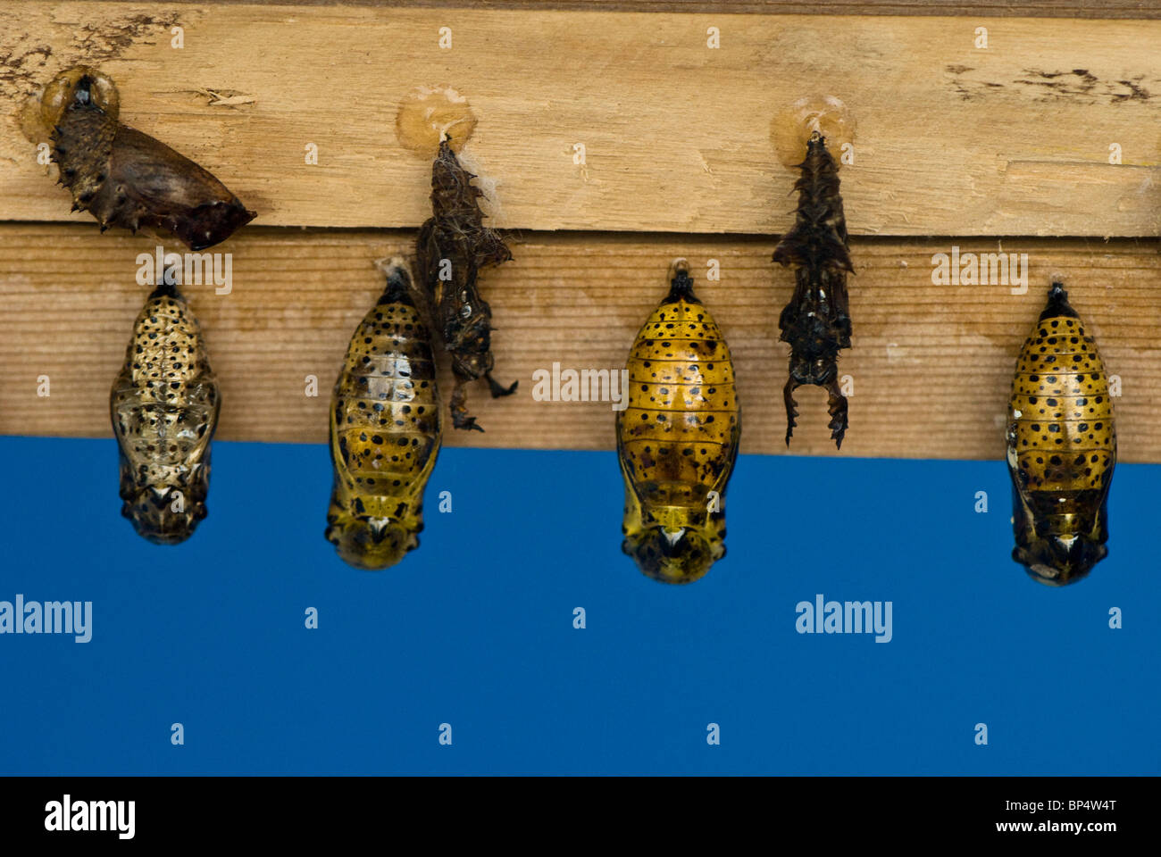 Chrysalis of tropical butterflies. Princess of Wales Conservatory, Butterfly House Kew Stock