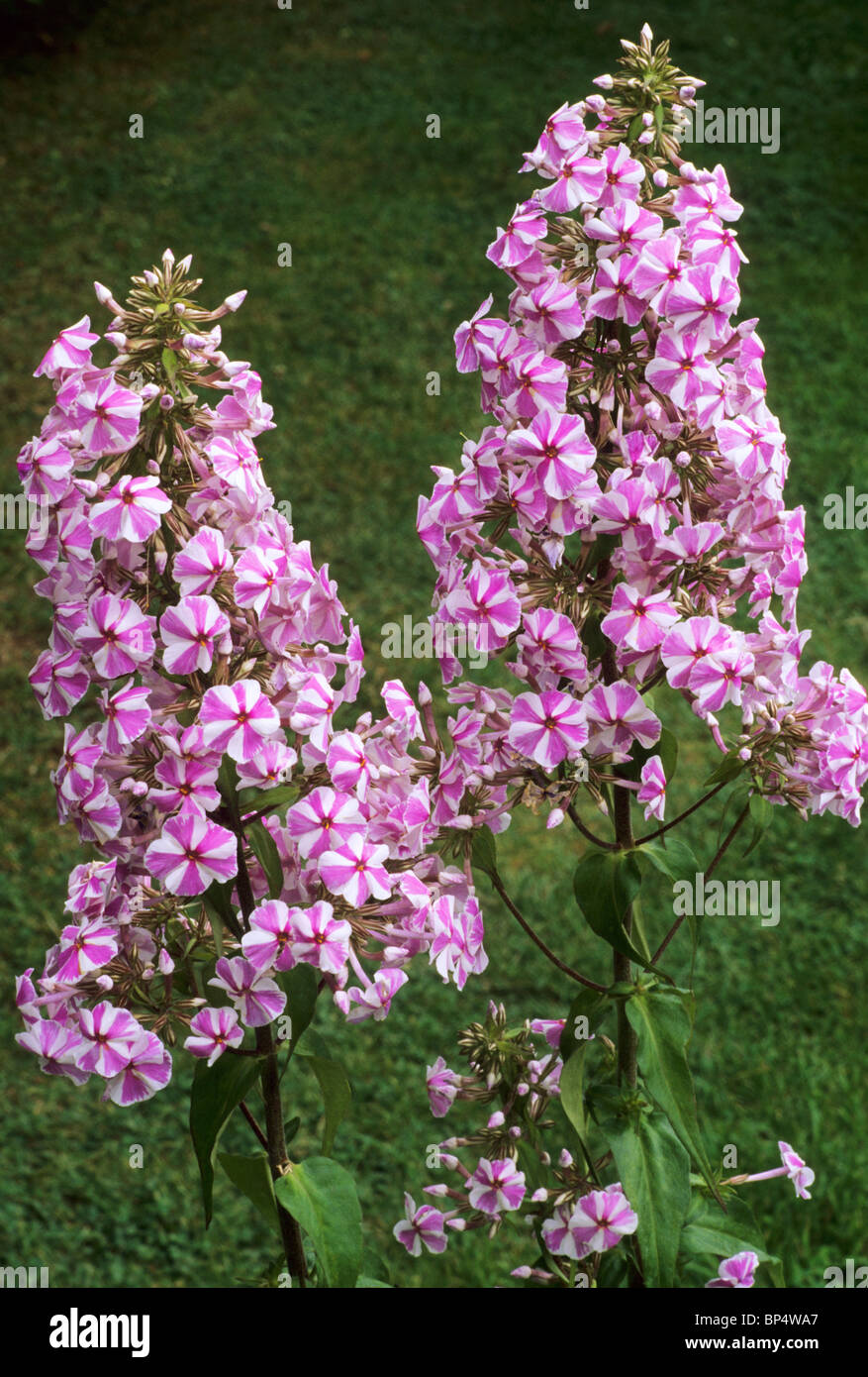 Phlox maculata 'Natascha', syn. 'Natasha', pink purple flower flowers garden plant plants Stock Photo