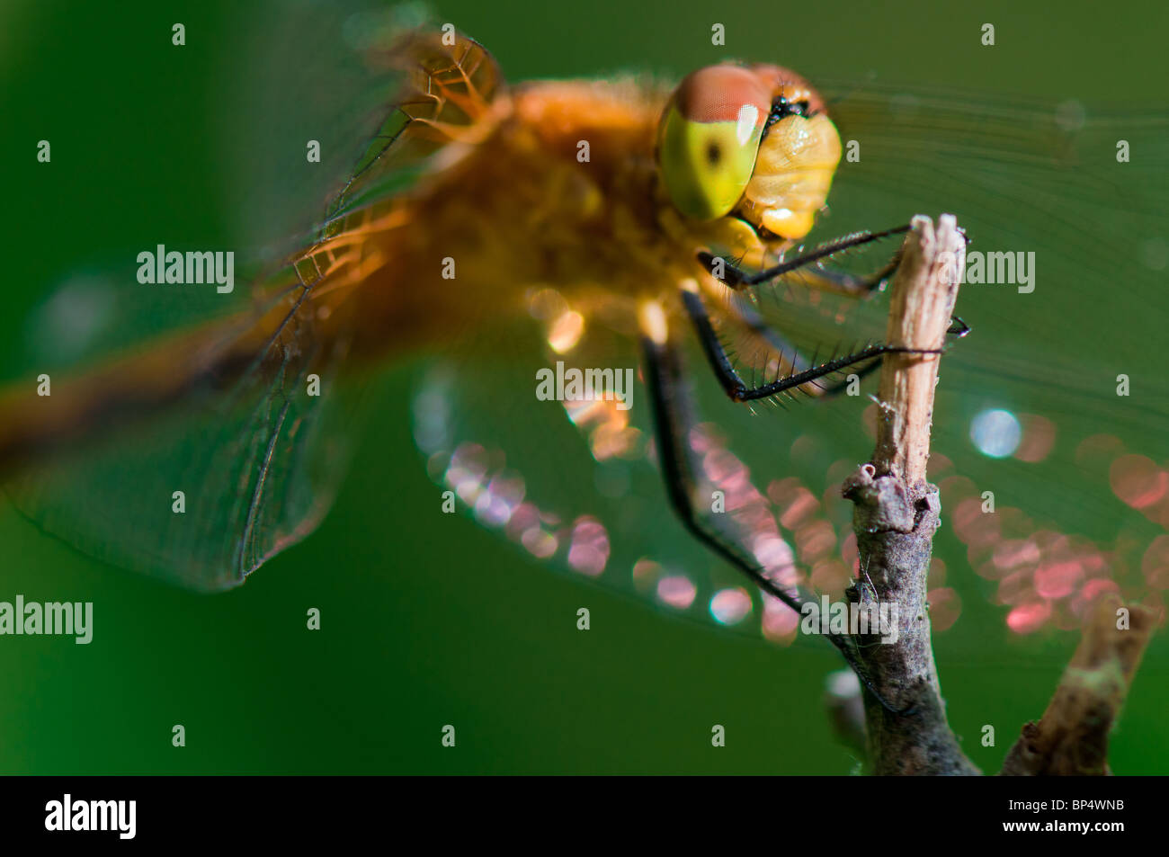 Dragonflies are a type of insect belonging to the order Odonata, the suborder Epiprocta or, the infraorder Anisoptera. Stock Photo