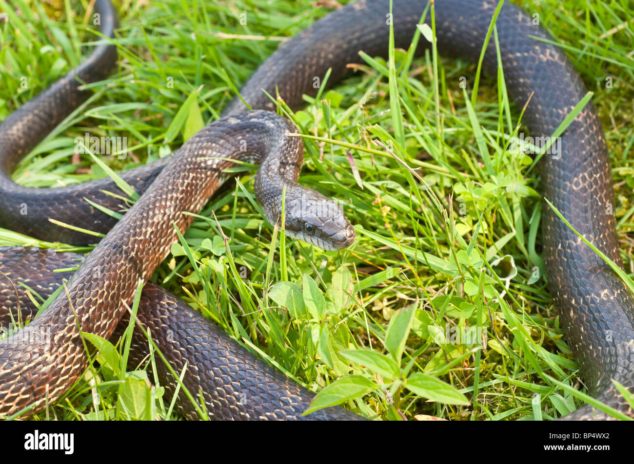 Black rat snake oklahoma