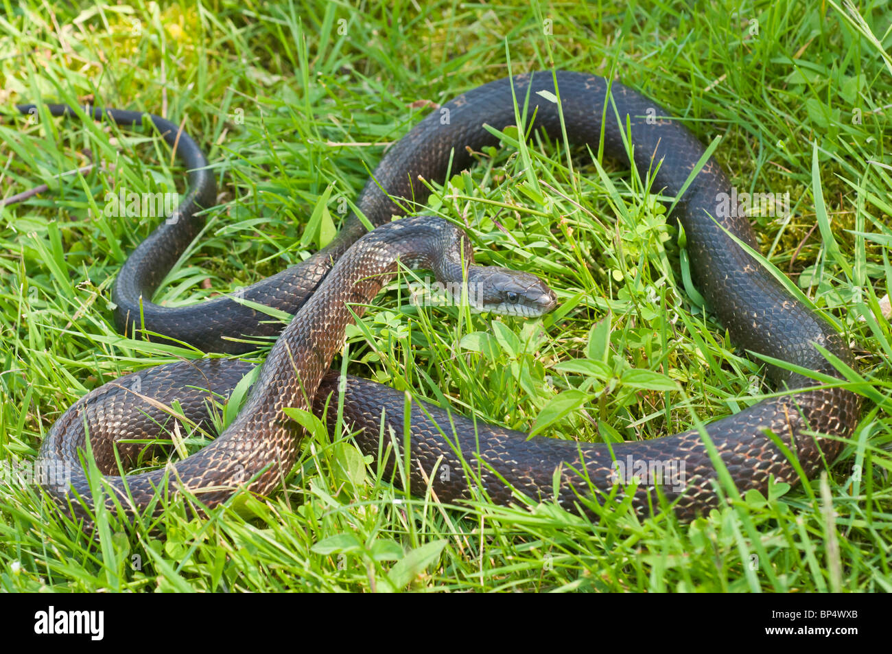 Black rat snake, Elaphe obsoleta obsoleta, native to North America Stock Photo