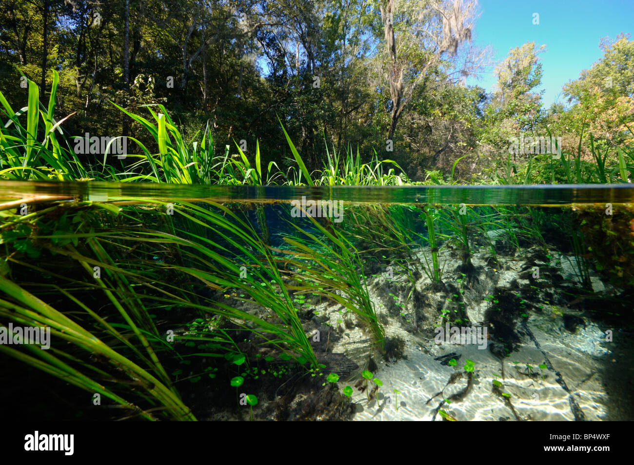 Ichetucknee River, Ichetucknee State Park, Florida Stock Photo Alamy