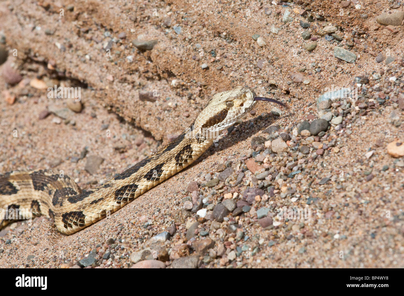 Canebrake, Timber rattlesnake, Crotalus horridus, native to eastern ...