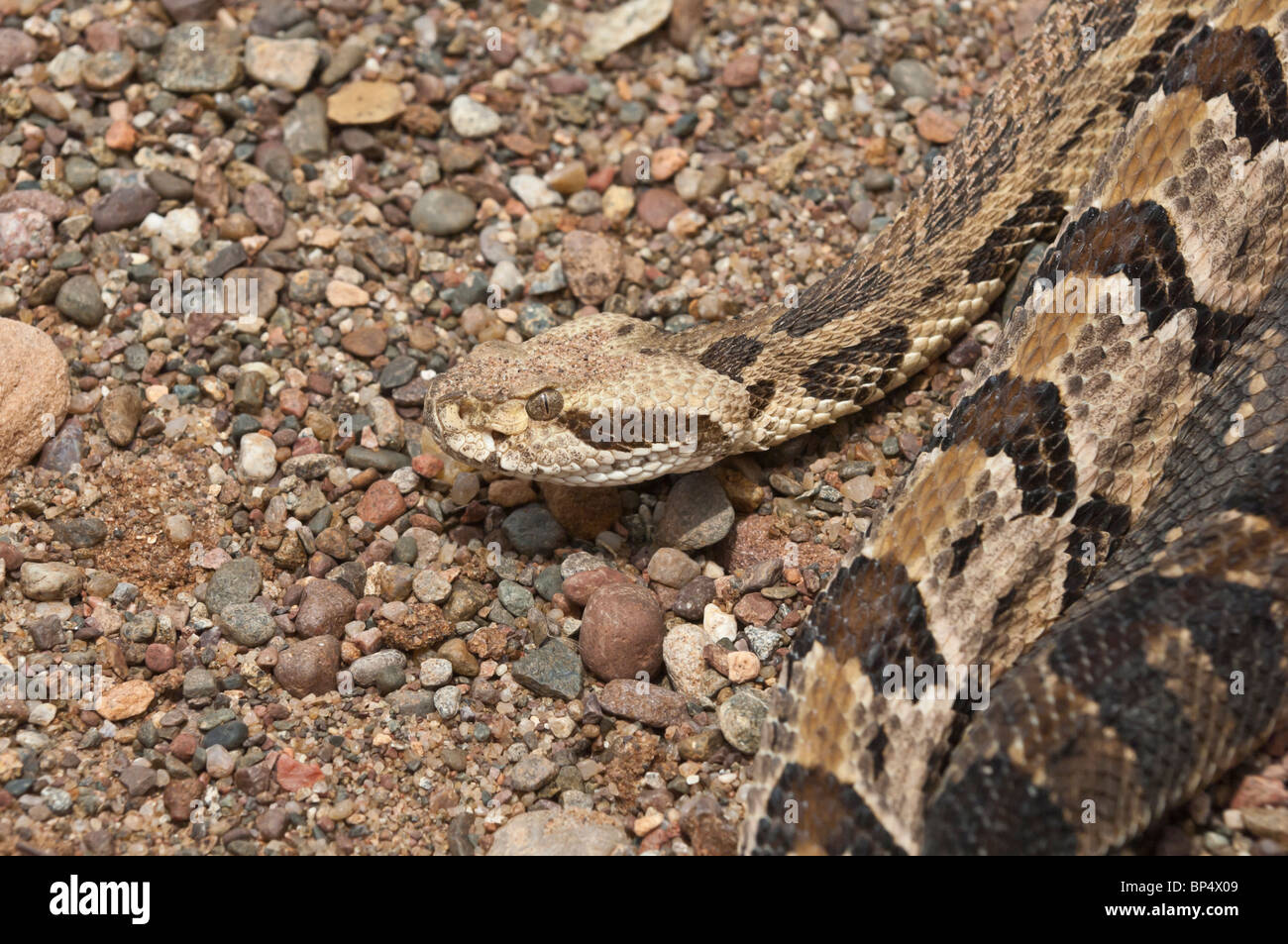 Canebrake, Timber Rattlesnake, Crotalus Horridus, Native To Eastern ...