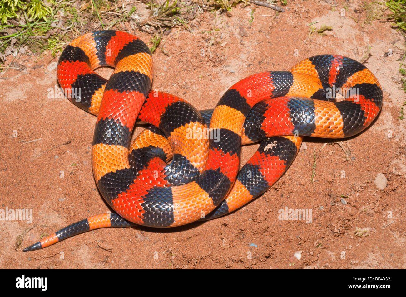 Pueblan (Campbell's) milk snake, Lampropeltis triangulum campbelli, native to southern Puebla, eastern Morelos, northern Oaxaca Stock Photo