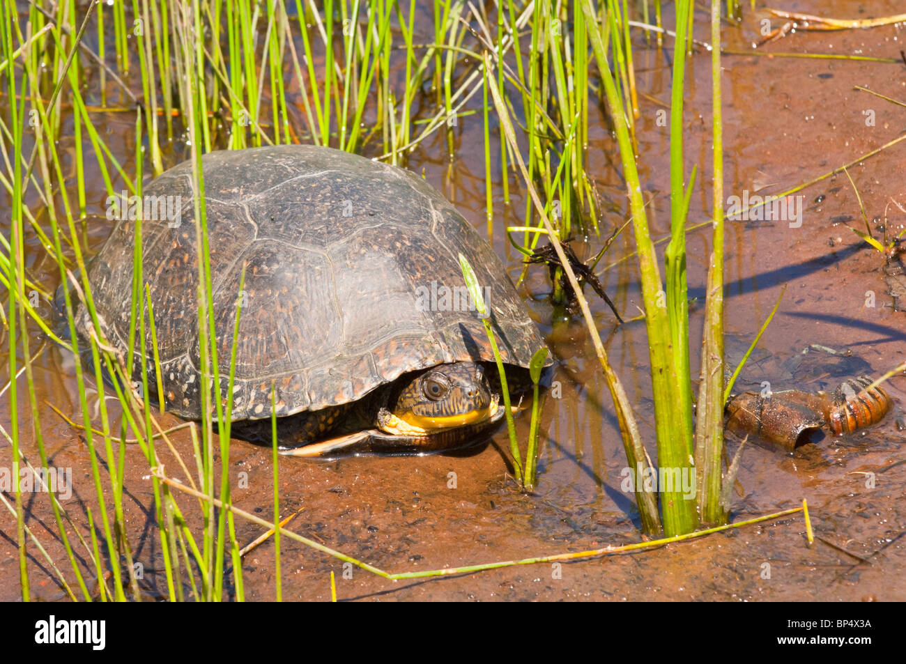 Blanding's turtle hi-res stock photography and images - Alamy