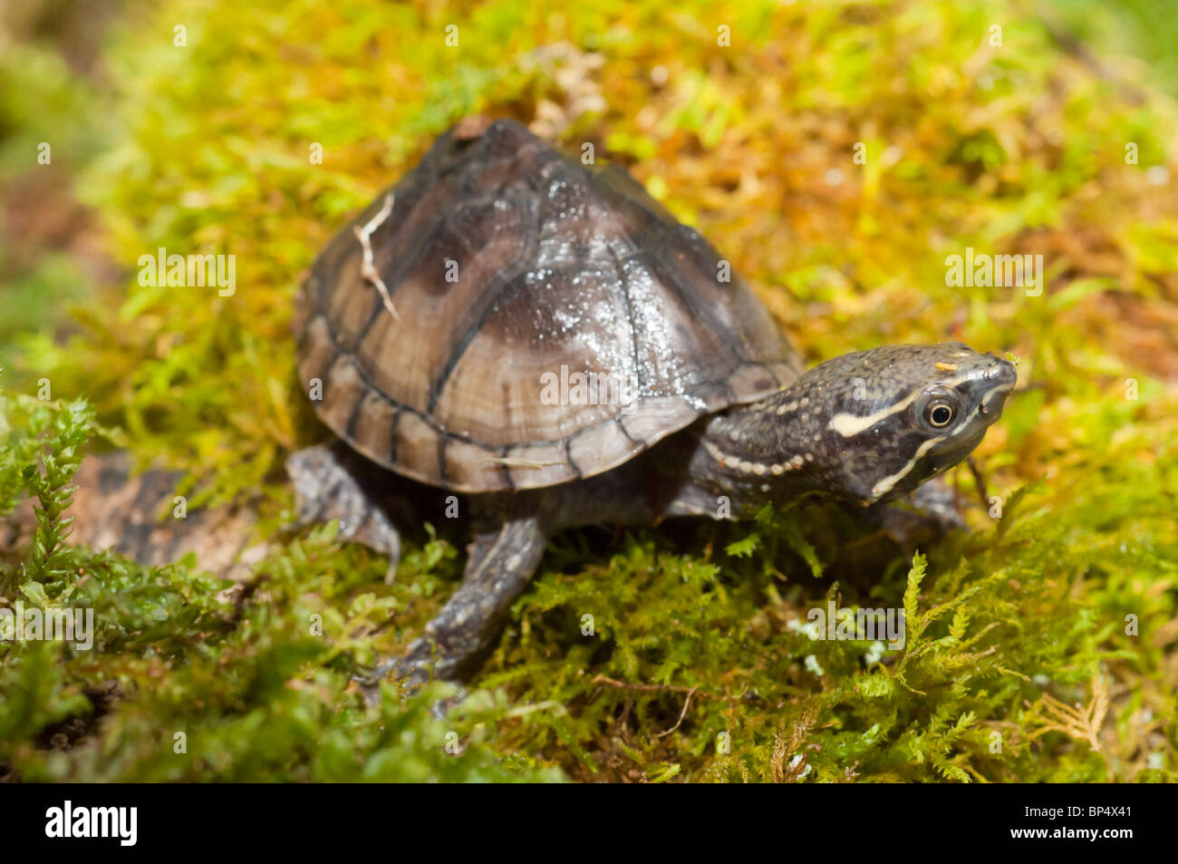 Common musk turtle, stinkpot, Sternotherus odoratus, native to southeastern Canada and eastern United States Stock Photo