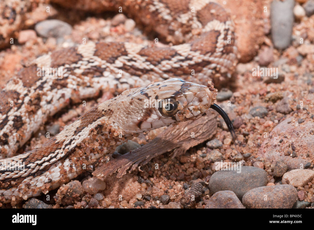 Sonoran gopher snake, Pituophis catenifer affinis, native to southwestern United States Stock Photo
