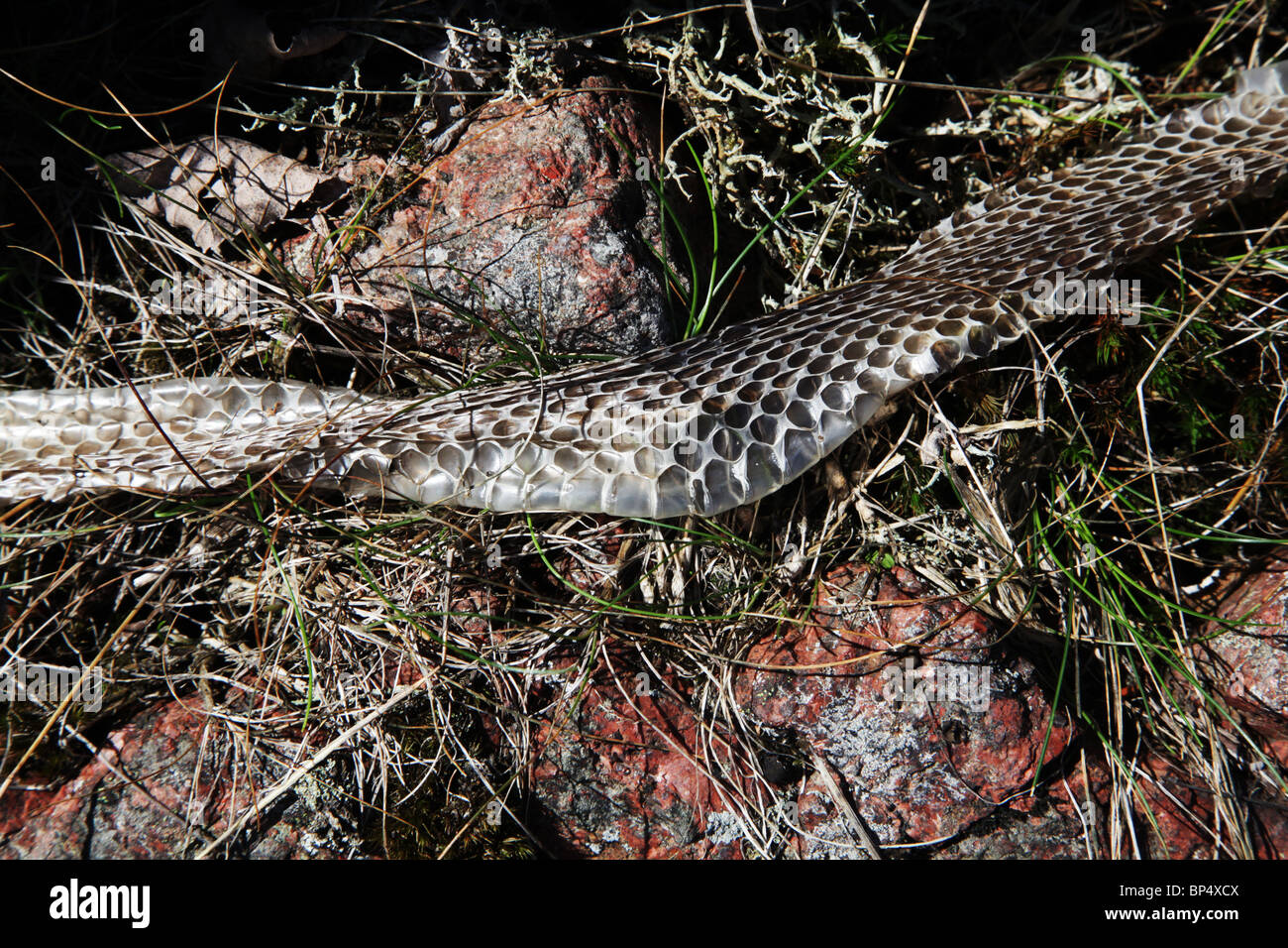 A discarded snake skin lies in grass on some red rock Stock Photo