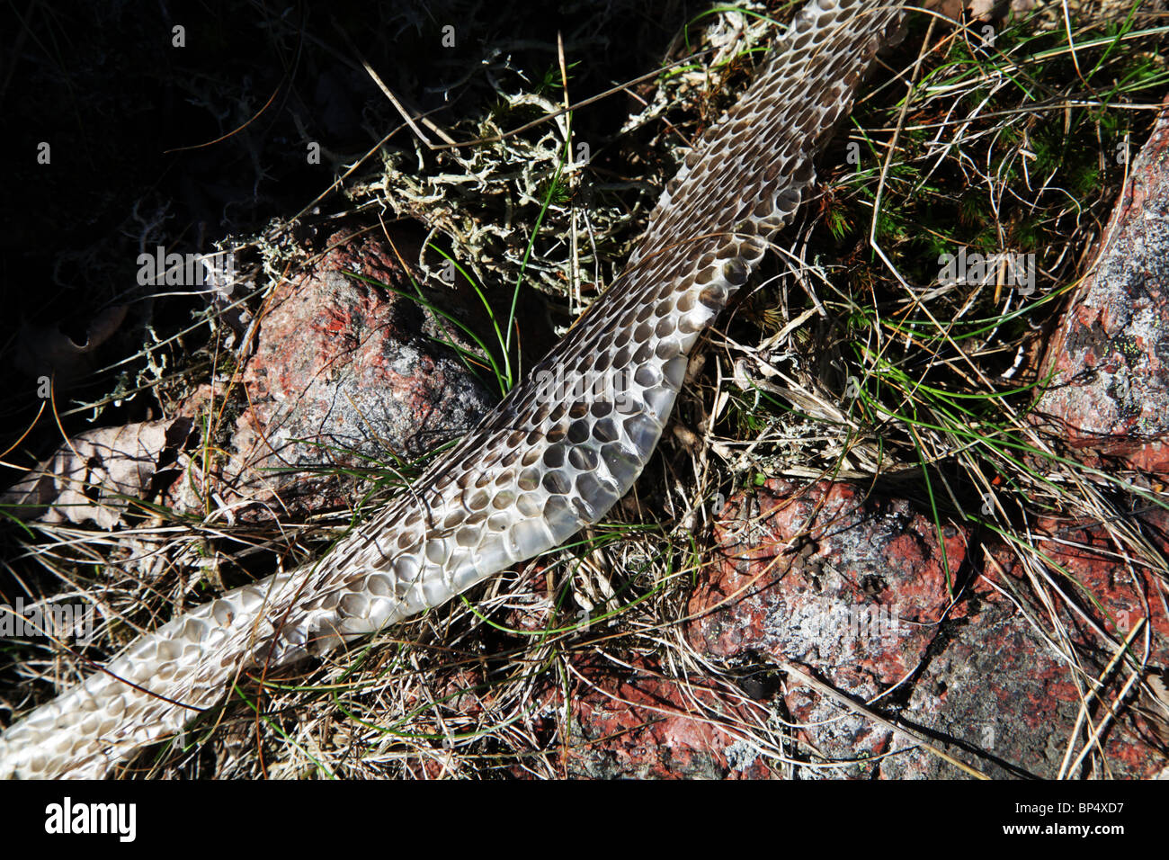 A discarded snake skin lies in grass on some red rock Stock Photo