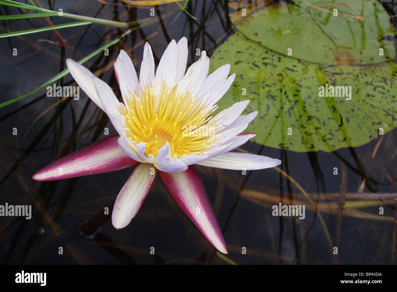 Cape blue water lily nymphaea capensis hi-res stock photography and ...