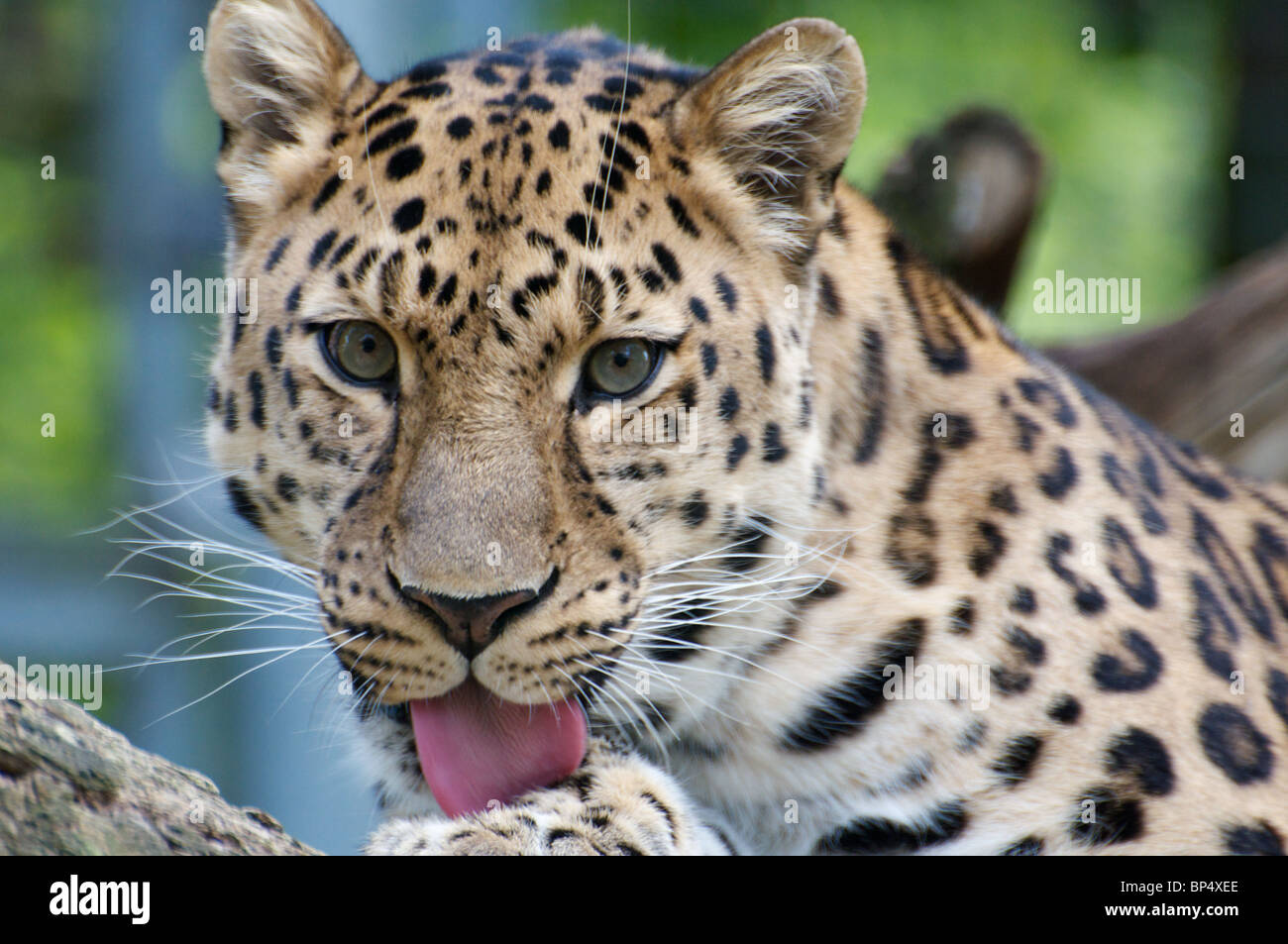 Male Amur leopard looking at camera Stock Photo - Alamy