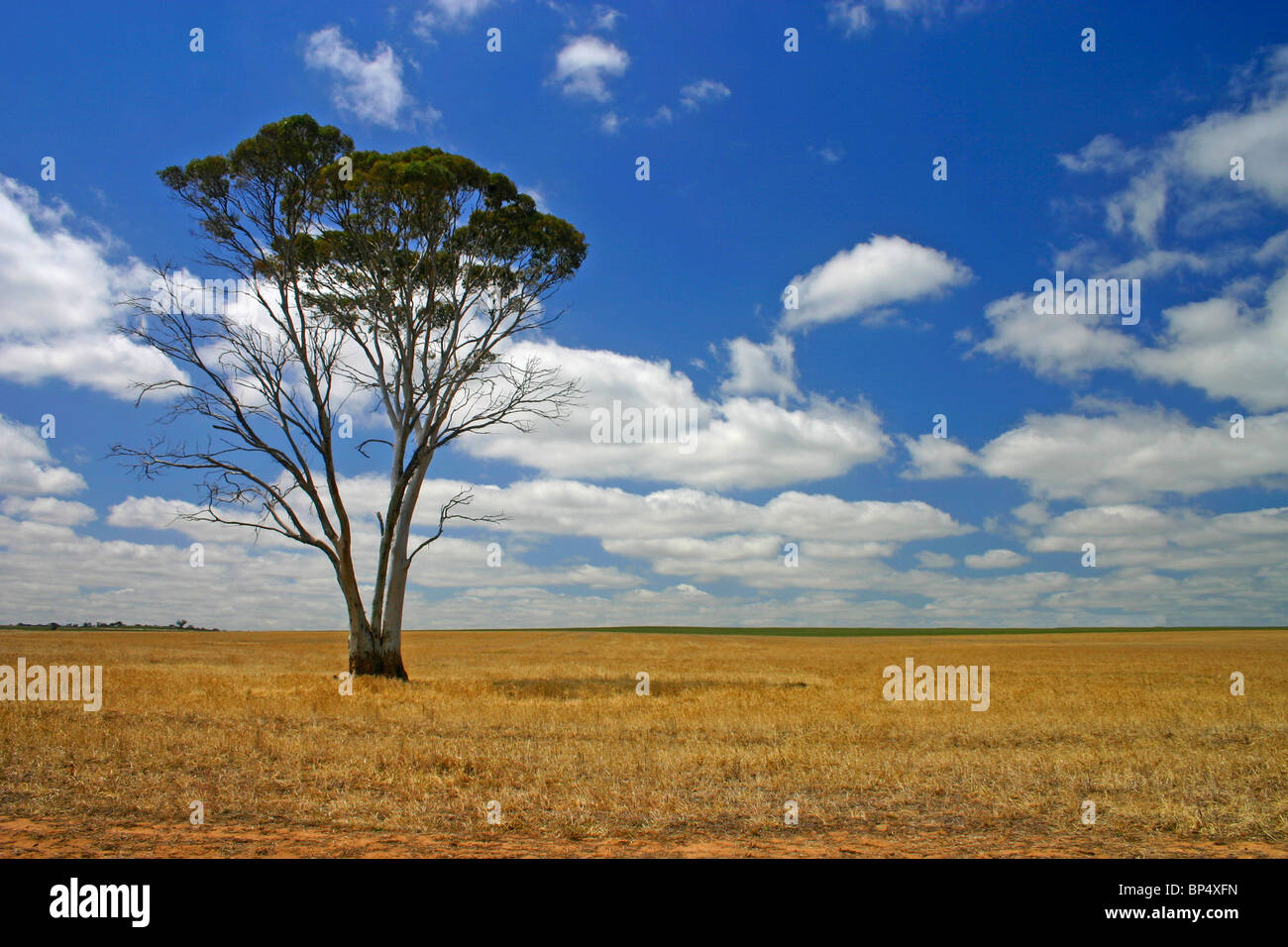 A York Gum in wheatbelt paddock Stock Photo Alamy