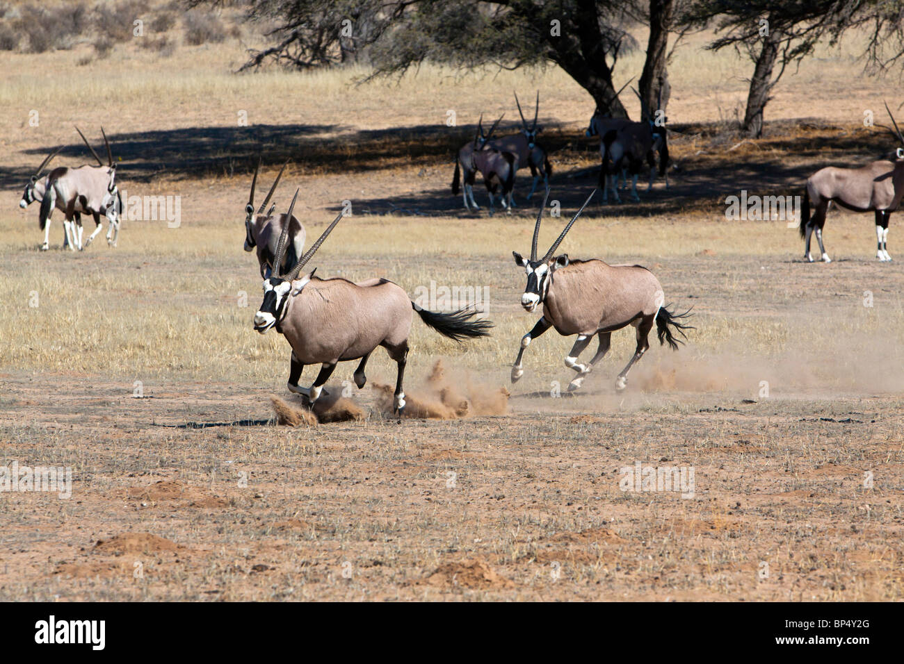 Oryx skirmishing in the Kgalagadi Transfrontier National Park in South Africa and Botswana Stock Photo