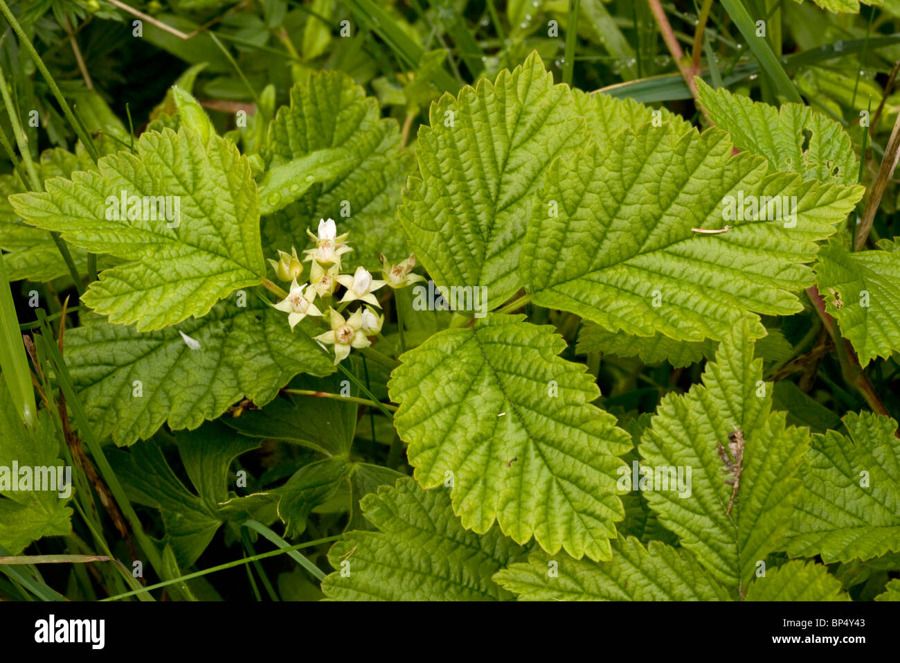 Stone Bramble Rubus saxatilis in flower. Stock Photo