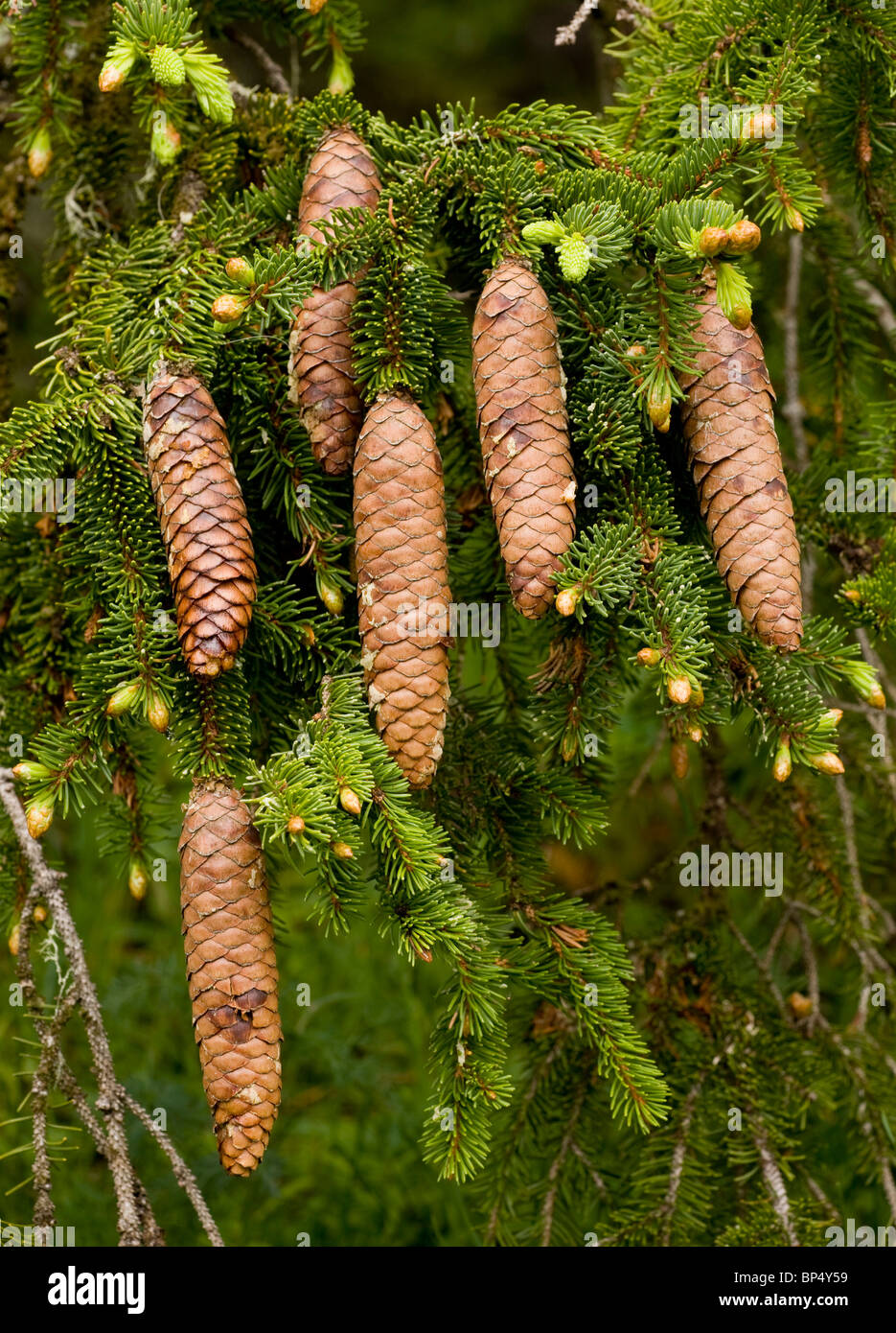 Norway Spruce, Picea abies female cones. Stock Photo