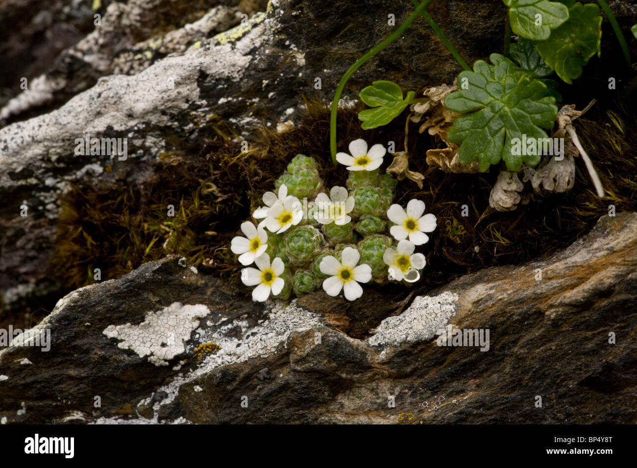 Swiss rock-jasmine, Androsace helvetica; tight flowery cushion alpine flower, Swiss Alps. Stock Photo