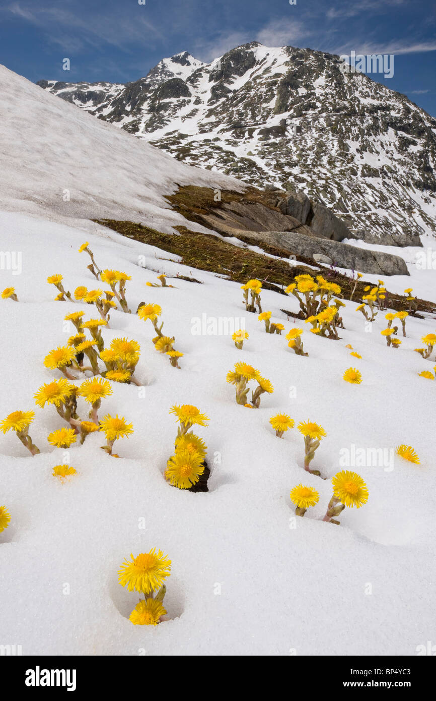 Mass of Coltsfoot, Tussilago farfara, coming up through fresh snow, Swiss Alps. Stock Photo