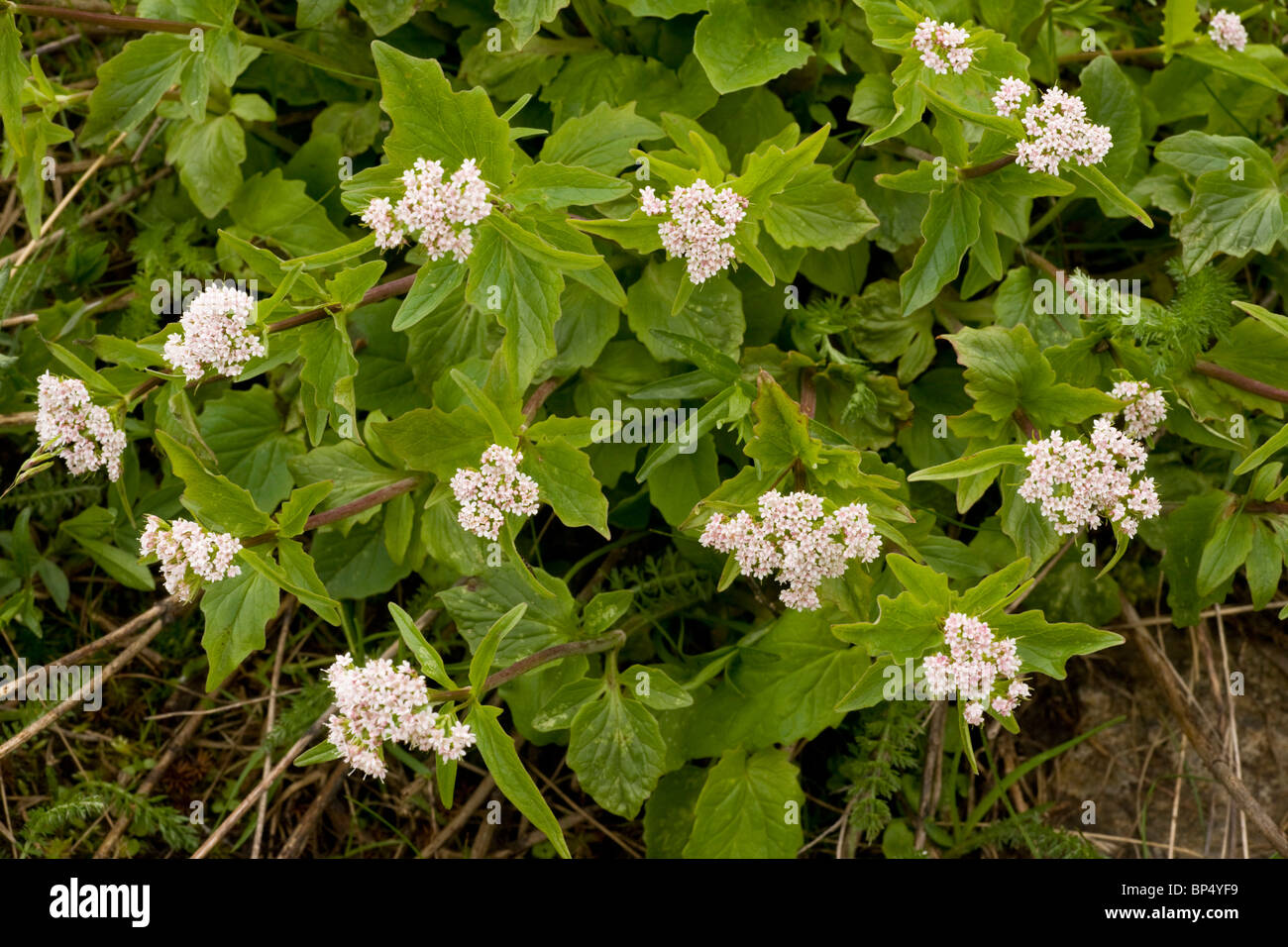 Three-leaved Valerian, Valeriana tripteris in flower; Swiss Alps. Stock Photo