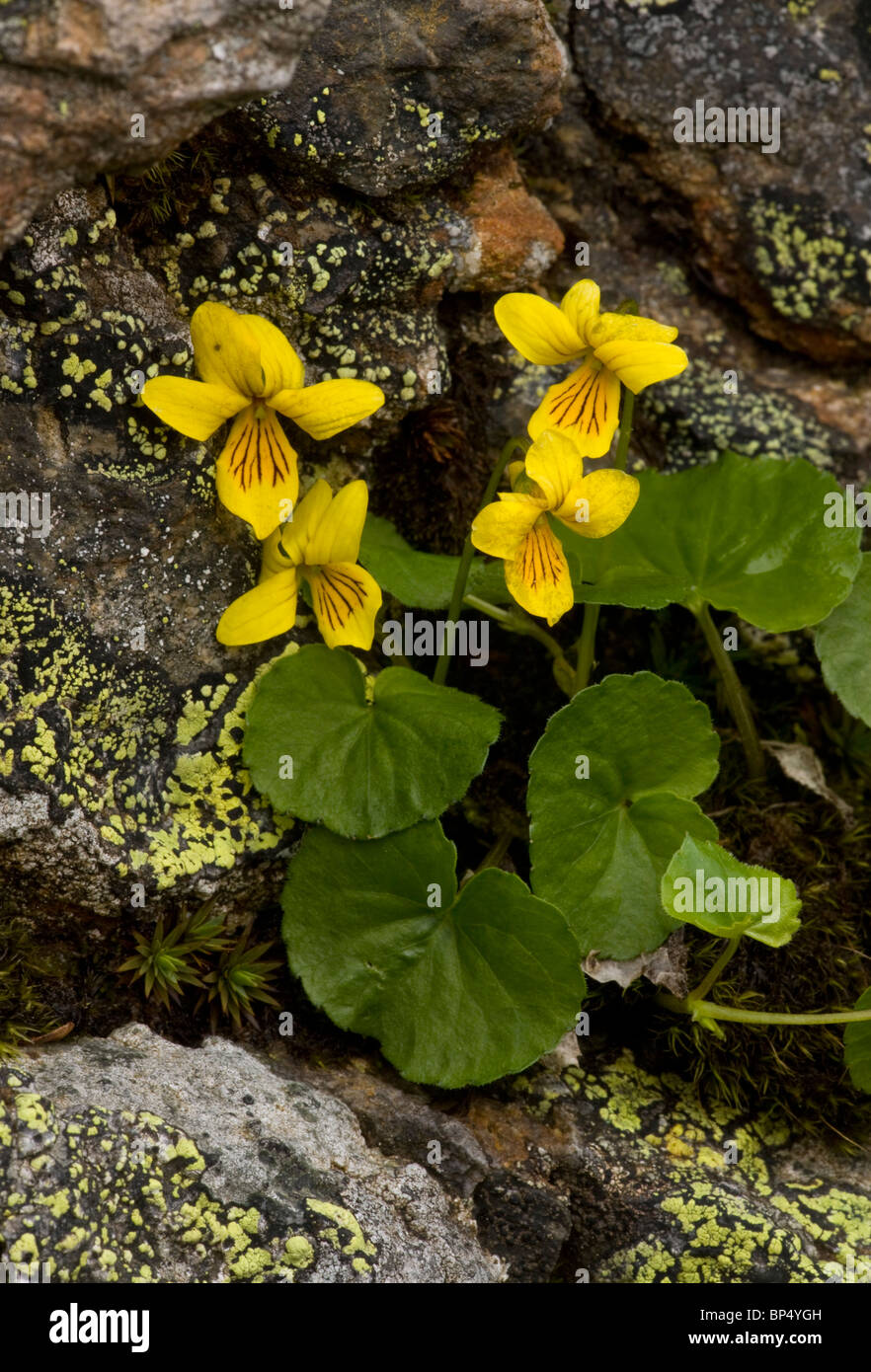 Yellow Wood Violet, Viola biflora in the Swiss Alps. Stock Photo