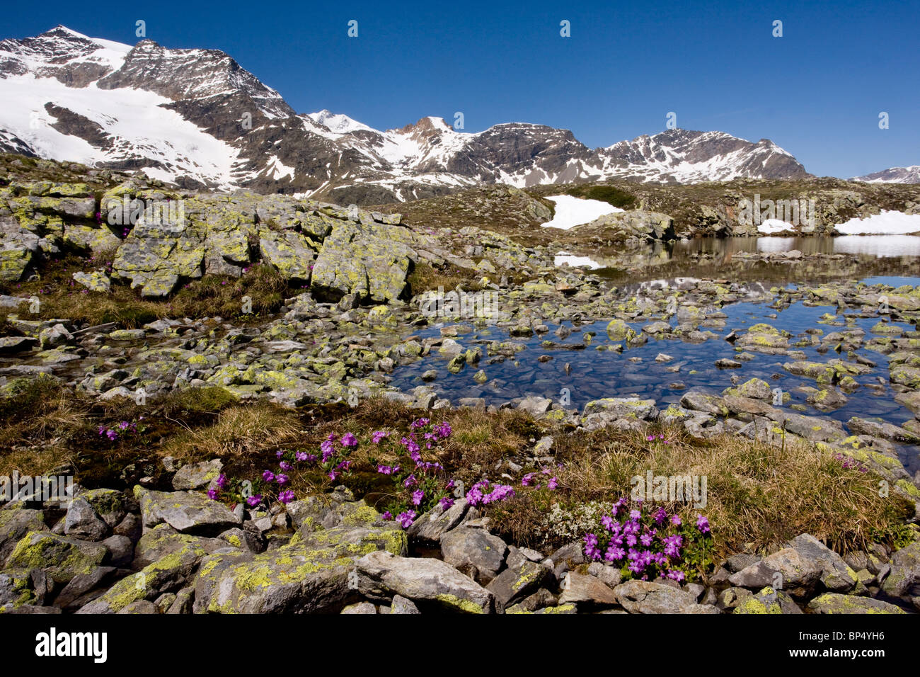 An alpine primrose, Primula hirsuta, Bernina Pass, Swiss Alps. Stock Photo