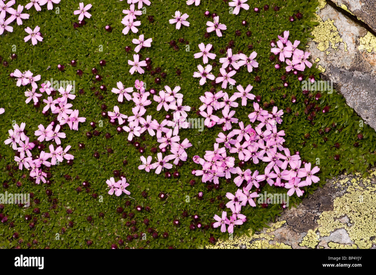 Moss Campion, Silene acaulis; dense alpine cushion plant Stock Photo