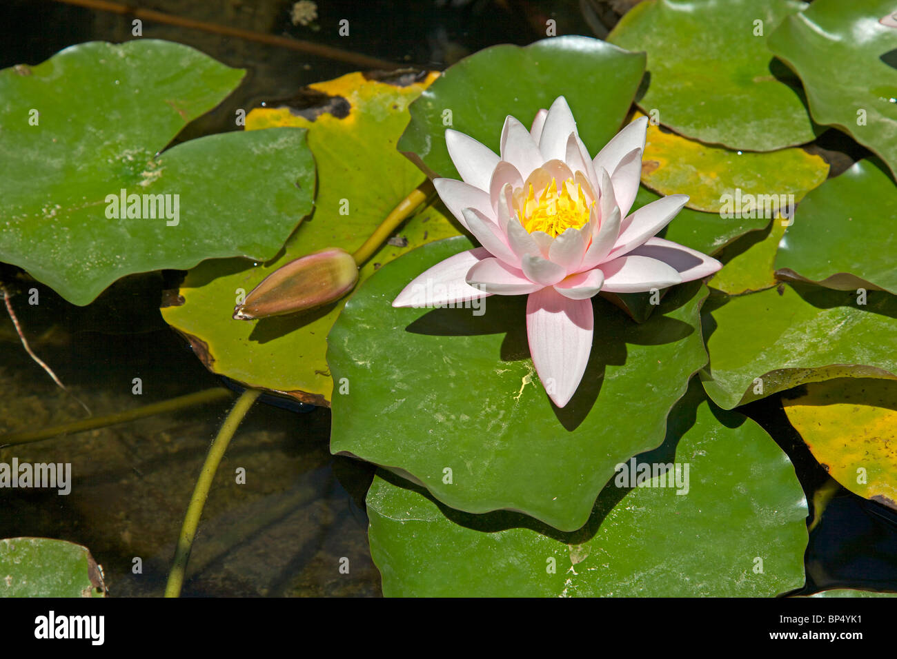 Water lilies and leaves Stock Photo - Alamy