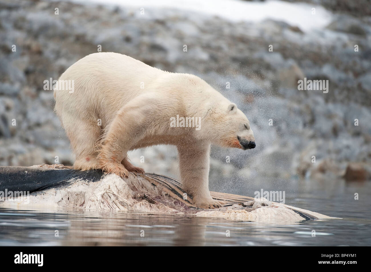 Polar Bear (Ursus maritimus, Thalarctos maritimus) feeding on whale carcass. Svalbard, Norway. Stock Photo