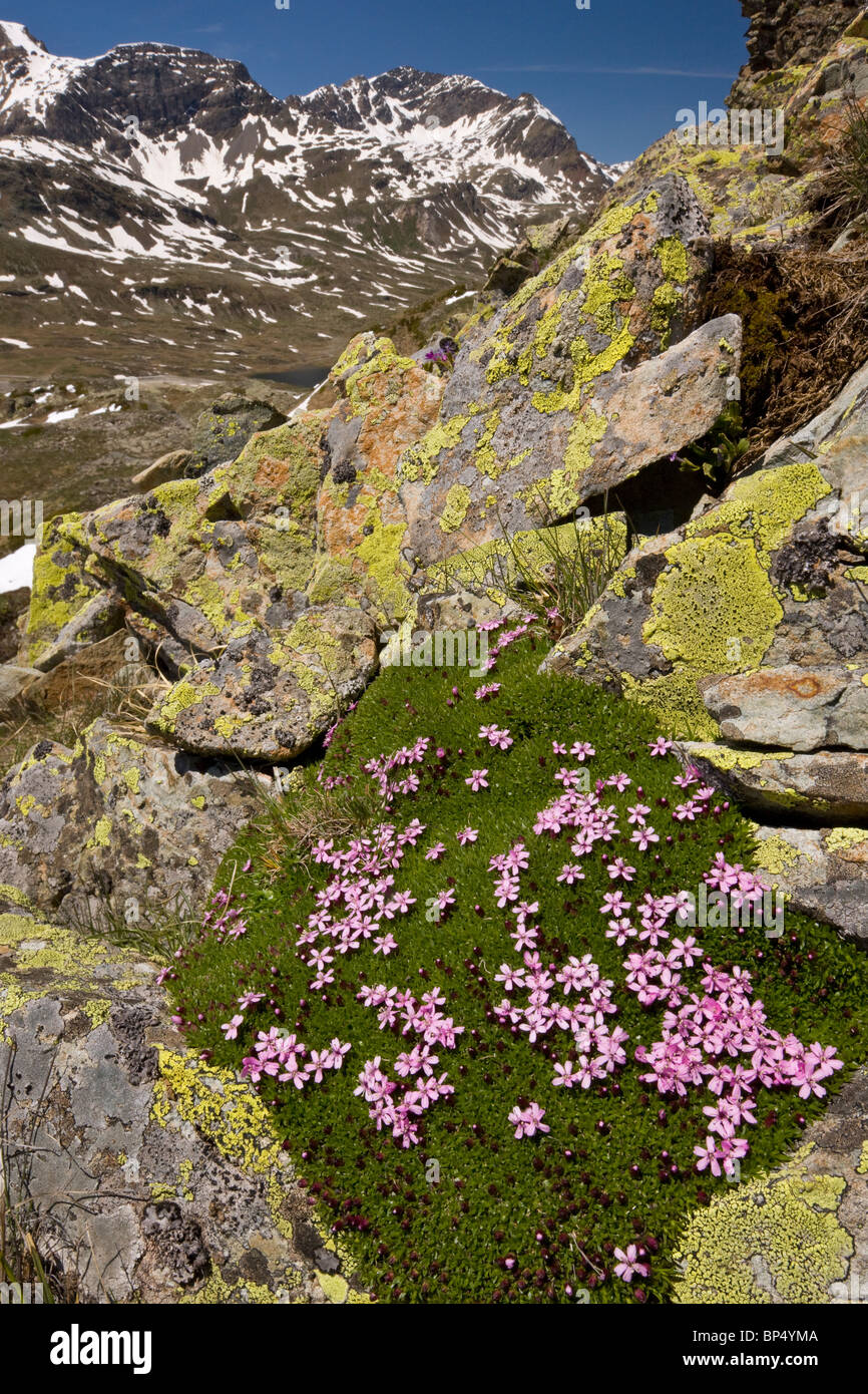 Moss Campion, Silene acaulis; dense alpine cushion plant. Swiss Alps. Stock Photo