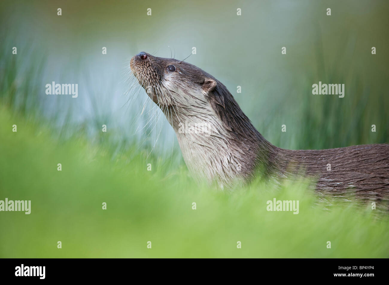 European River Otter (Lutra lutra), adult on riverbank. Scotland. Stock Photo