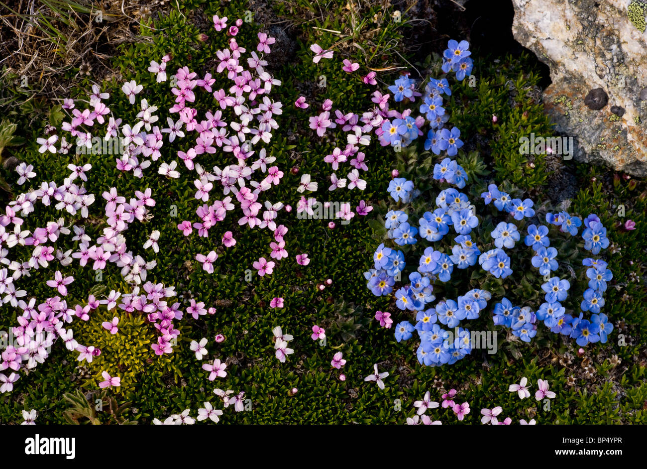 King-of-the-Alps, Eritrichium nanum, and Moss Campion Silene acaulis on the Livigno Pass, Switzerland. Stock Photo